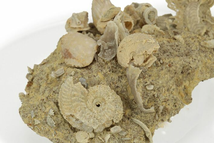 Miniature Fossil Cluster (Ammonites, Brachiopods) - France #237050